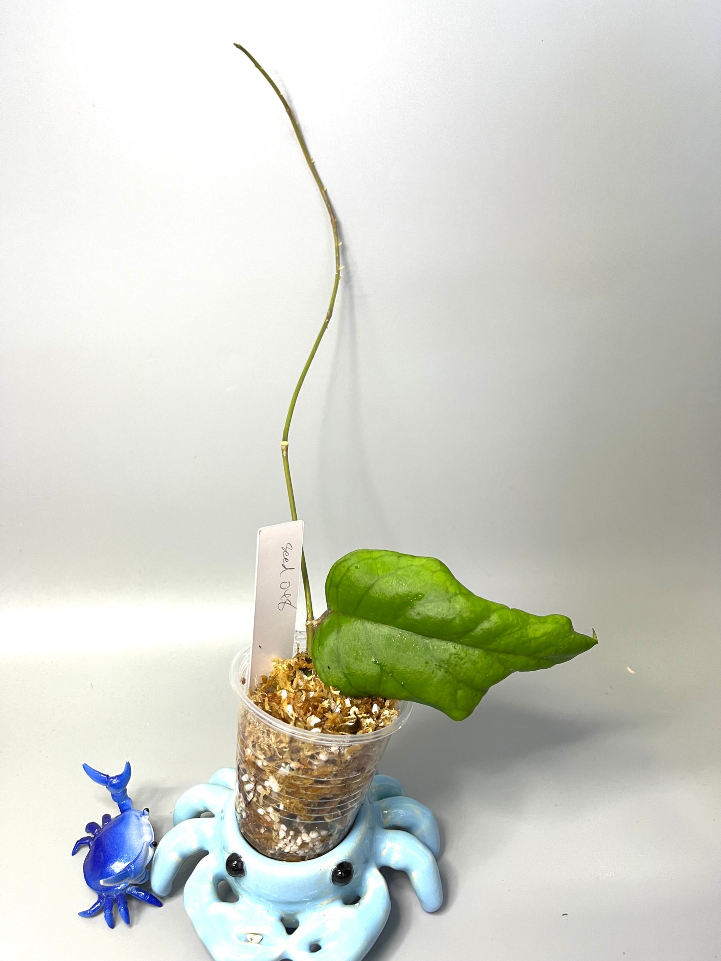 Hoya patcharawalai seed 048 - Unrooted