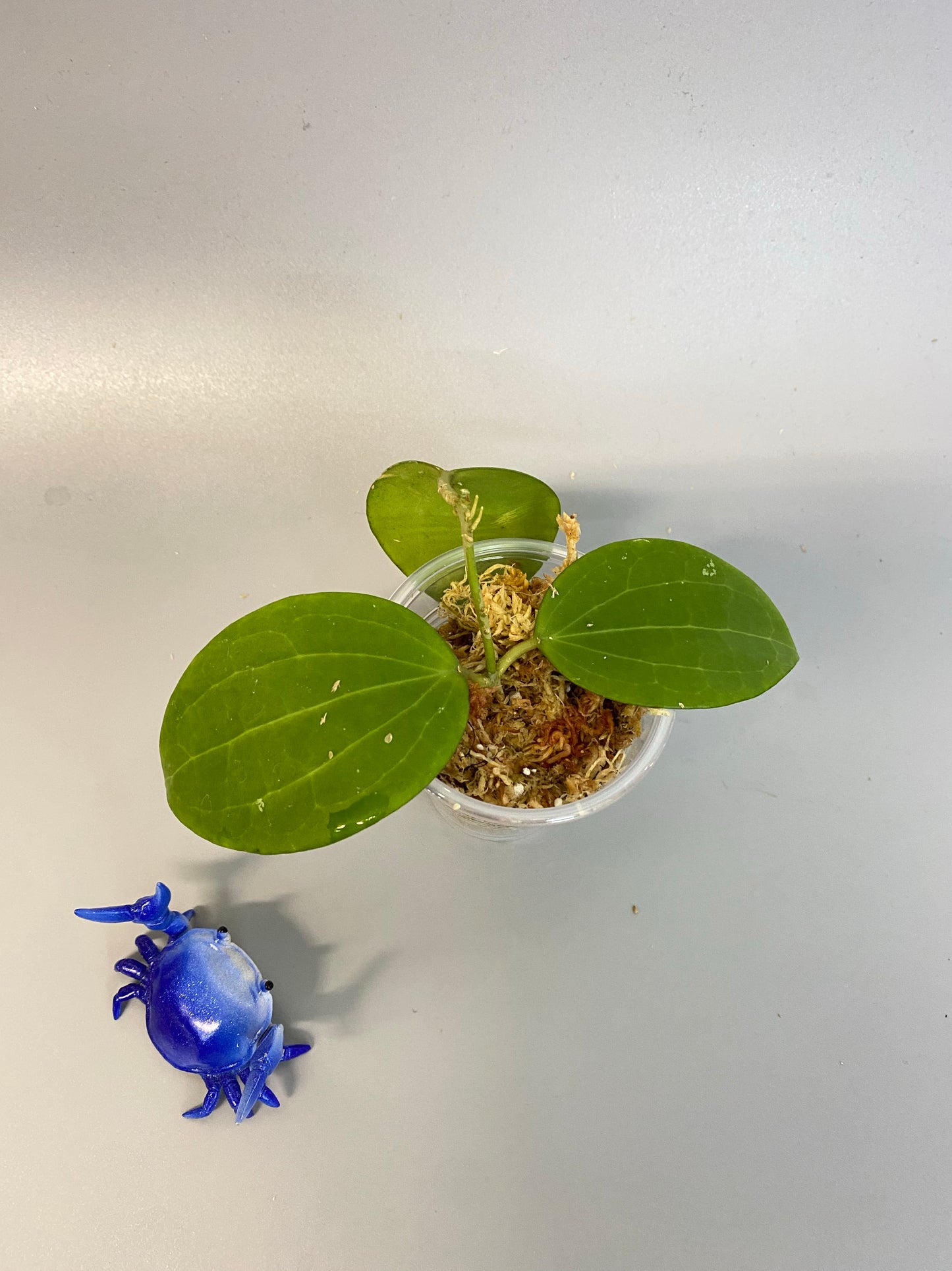 Hoya Genieve MB1141 - starting to root