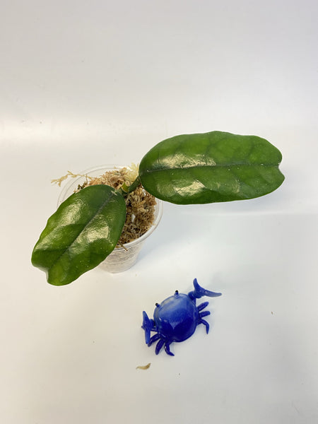 Hoya villosa small leaves - Unrooted