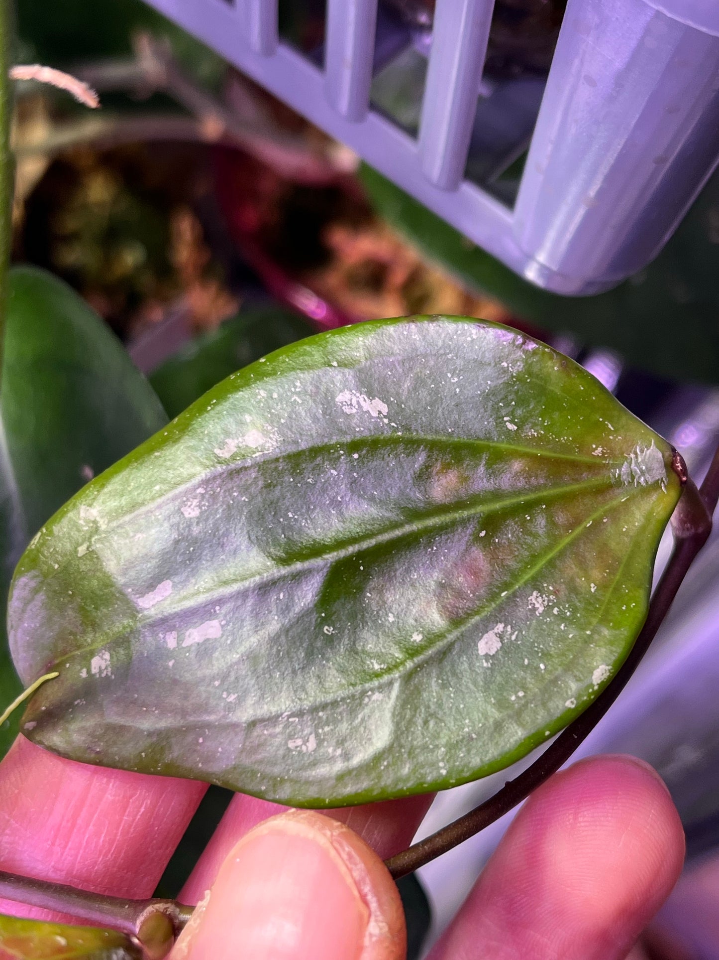 Hoya Rigida Nakhon - fresh 1 cut 1 node - unrooted