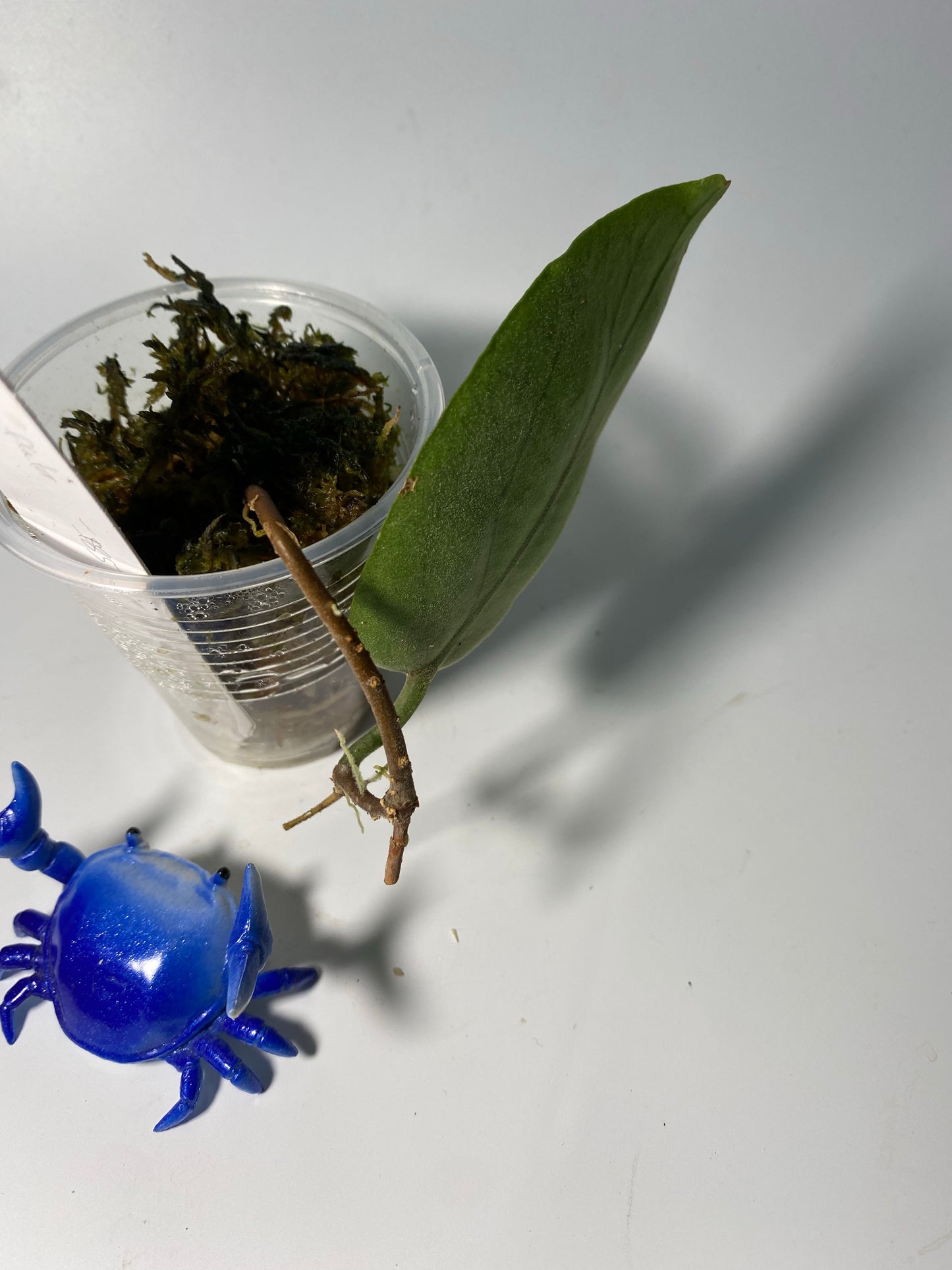 Hoya inflata - has roots