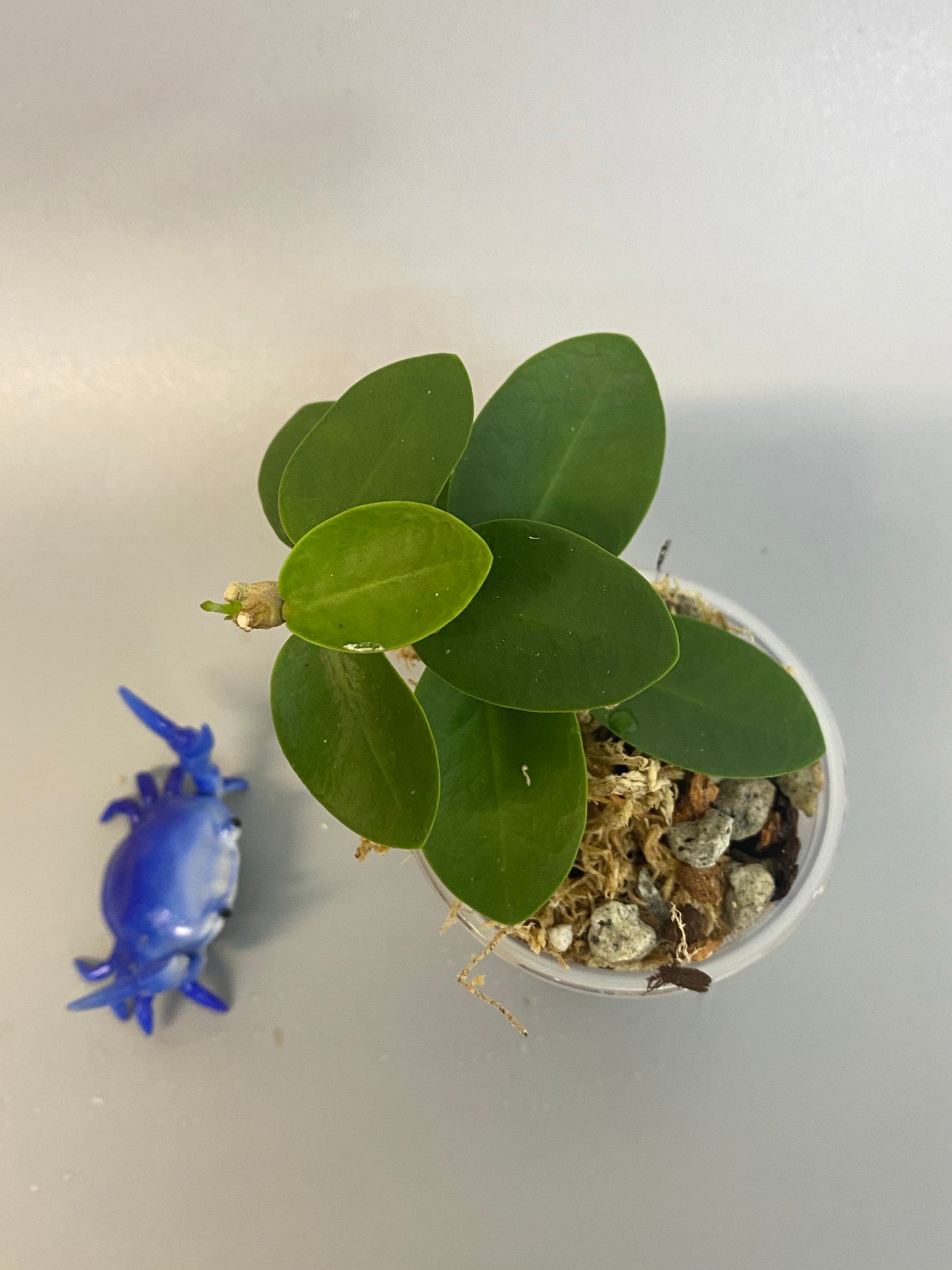 Hoya cumingiana - active growth