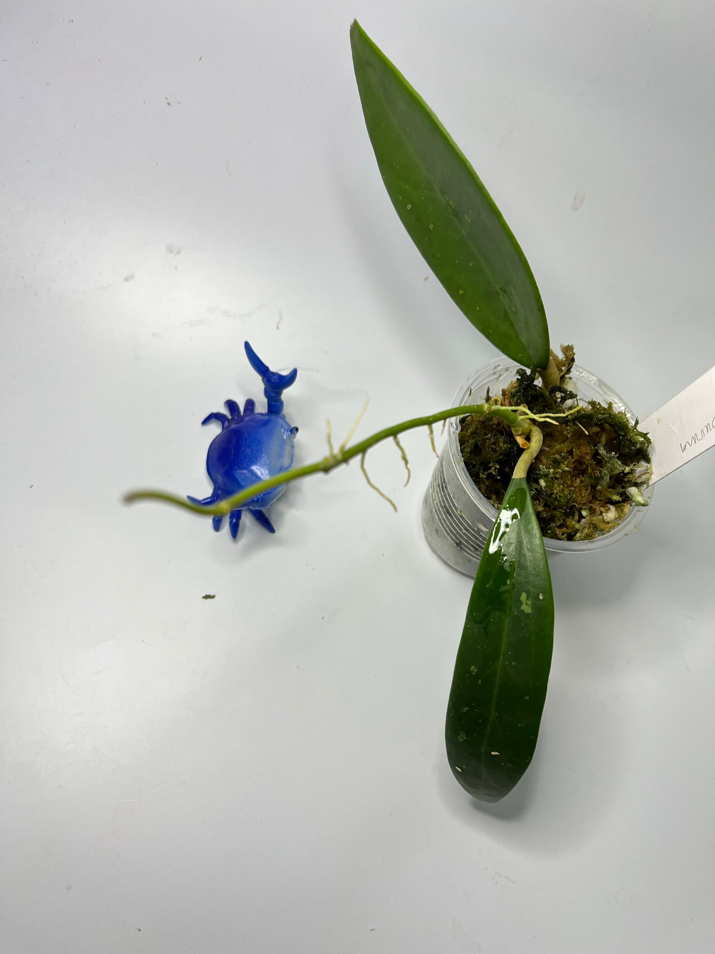 Hoya sp Burma - active growth