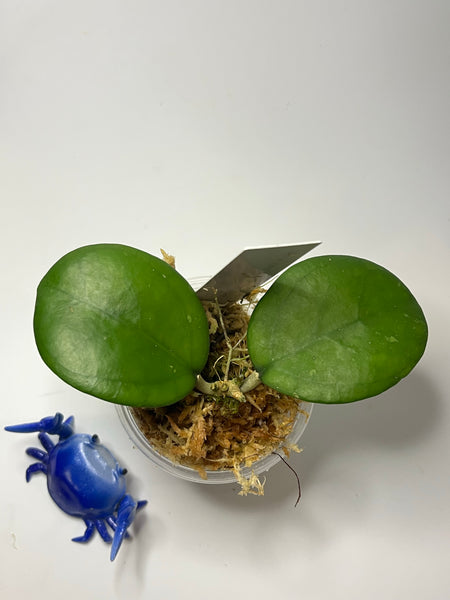 Hoya cv Ricardo - has short stem - growth point forming