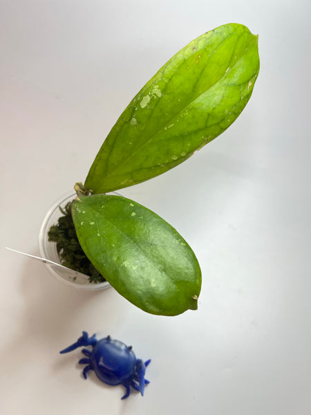 Hoya forbesii sabah - has roots