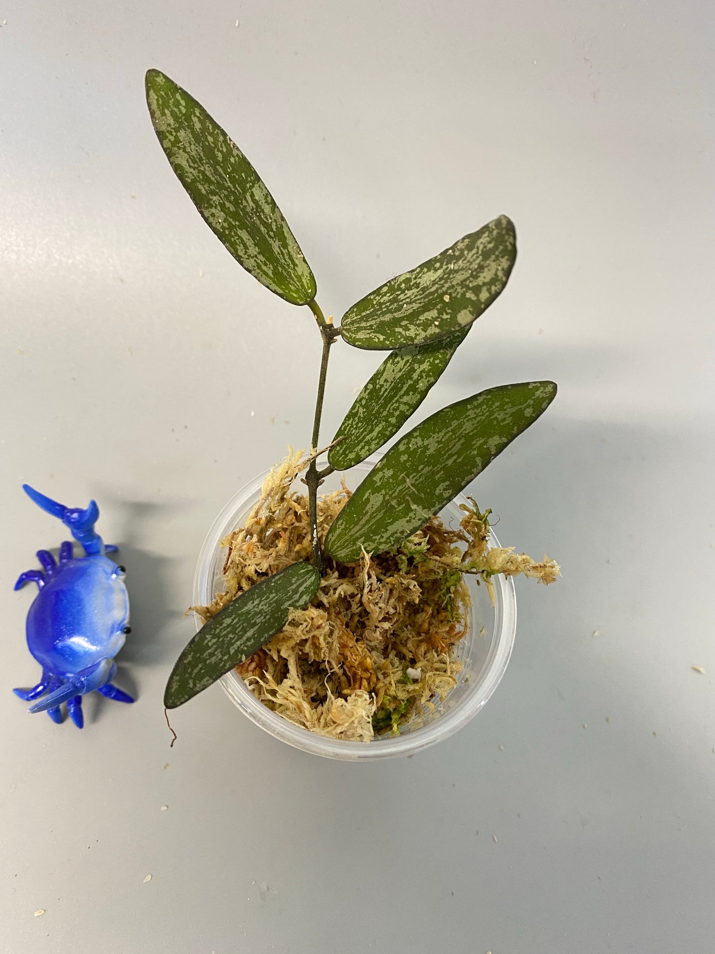 Reserve for Sheila - Hoya sigillatis - starting to root