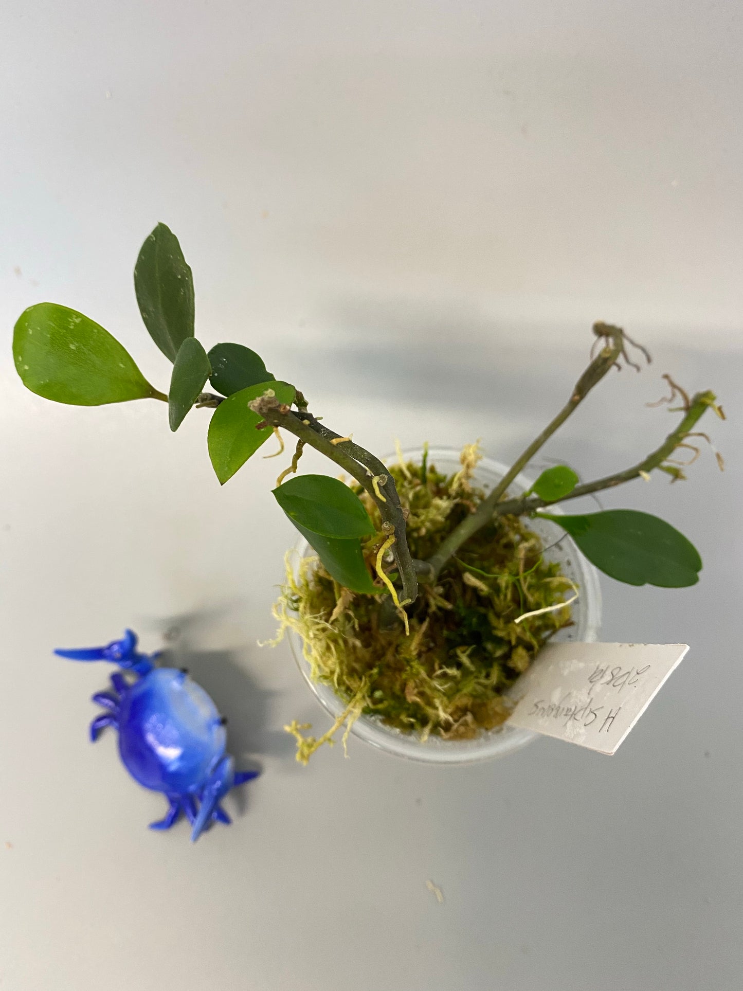 Hoya sipitangensis - active growth