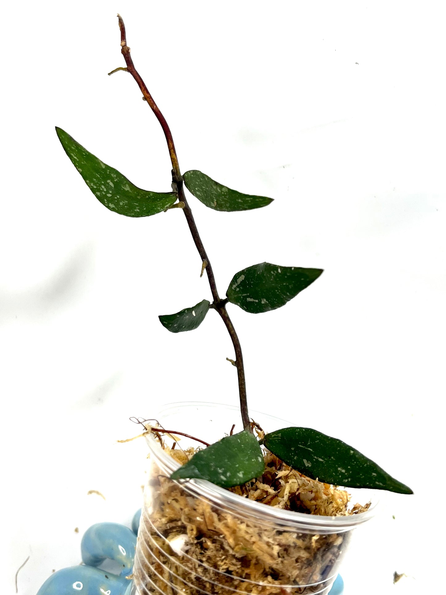 Hoya mirabilis splash - Unrooted