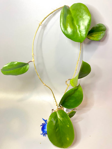 Hoya surigaoensis - active growth