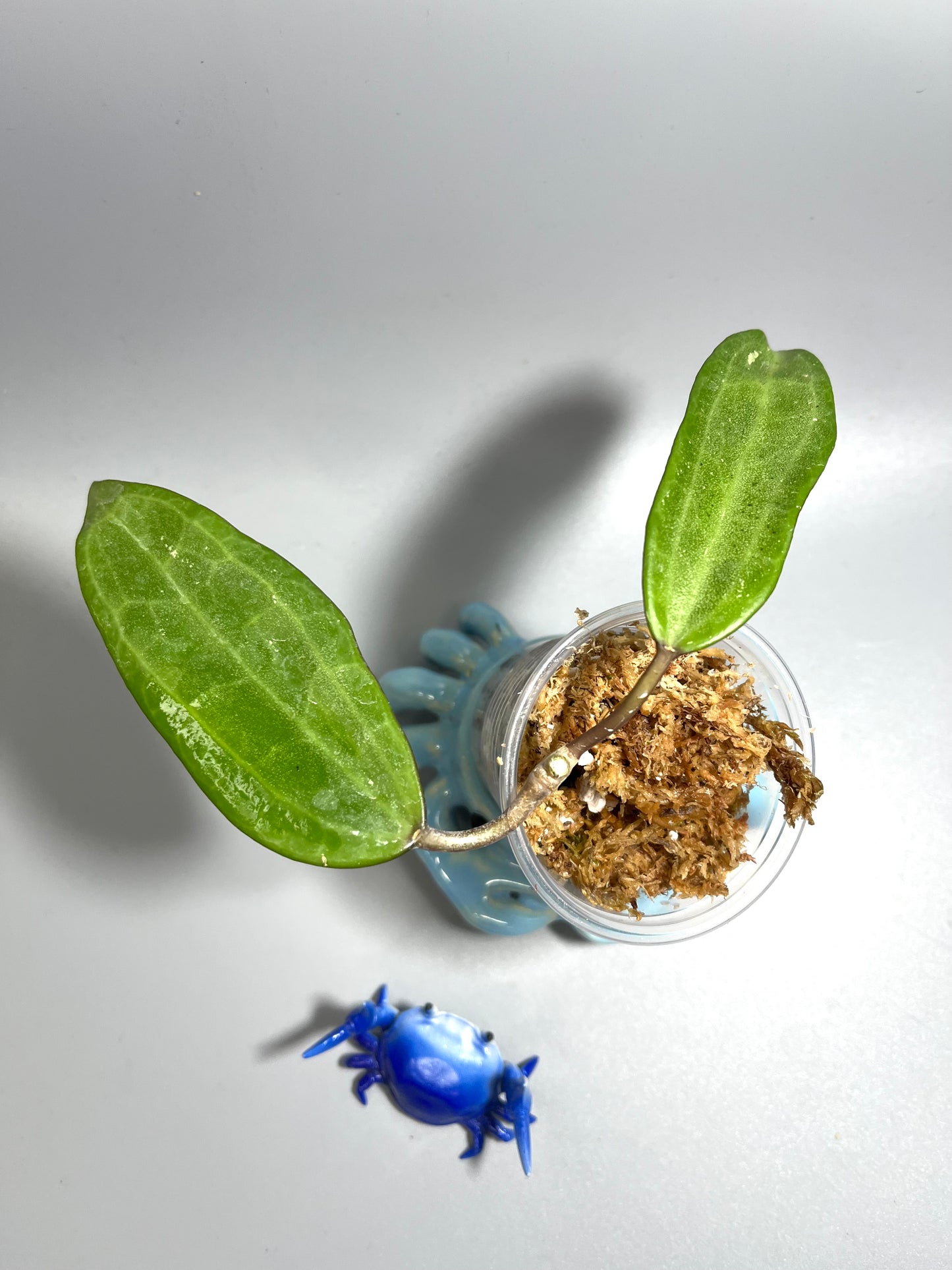 Hoya tjadasmalangensis - unrooted