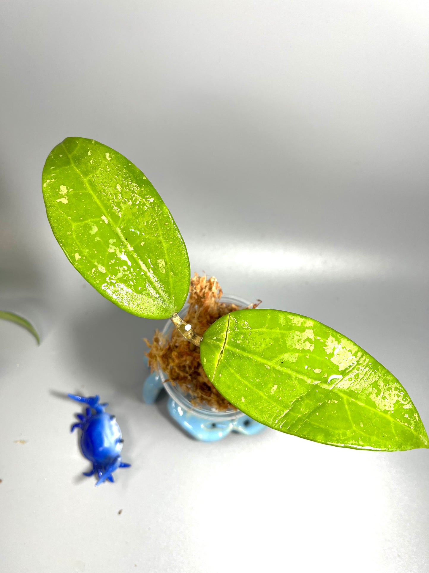 Hoya sp quang tri - Unrooted