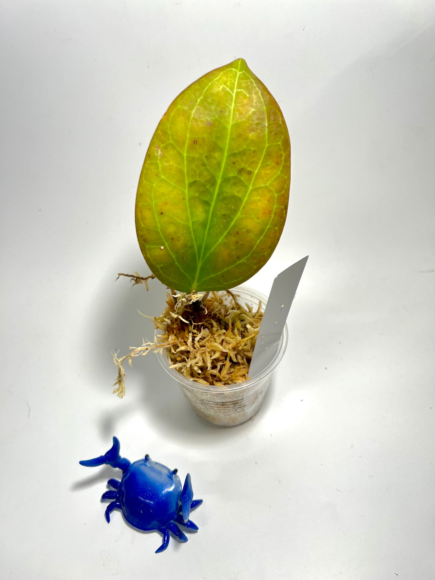 Hoya Hellwigiana - Unrooted