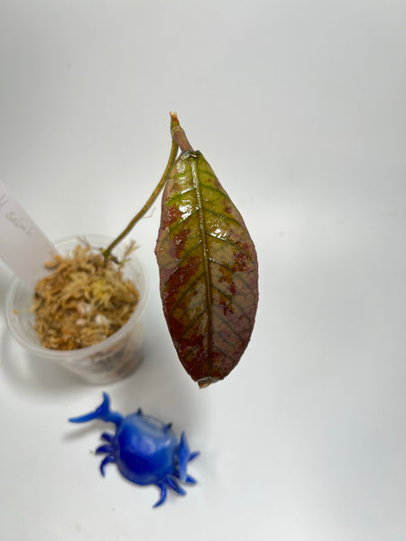 Hoya sabah - 2 nodes / 1 leaf - Unrooted