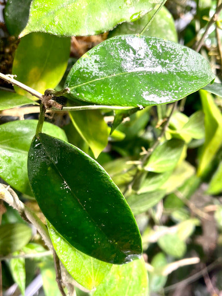 Hoya sp aff evelinae - fresh cut - 2 leaves / 1 node - Unrooted