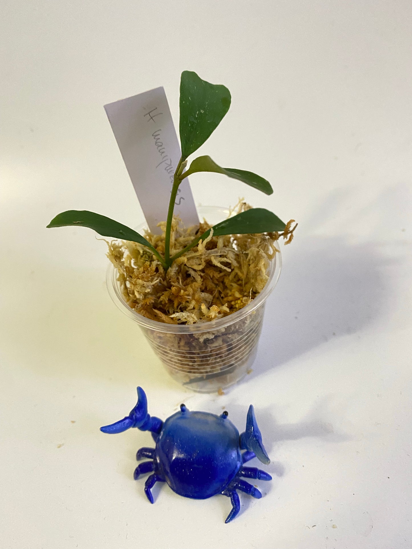 Hoya manipurensis - Unrooted