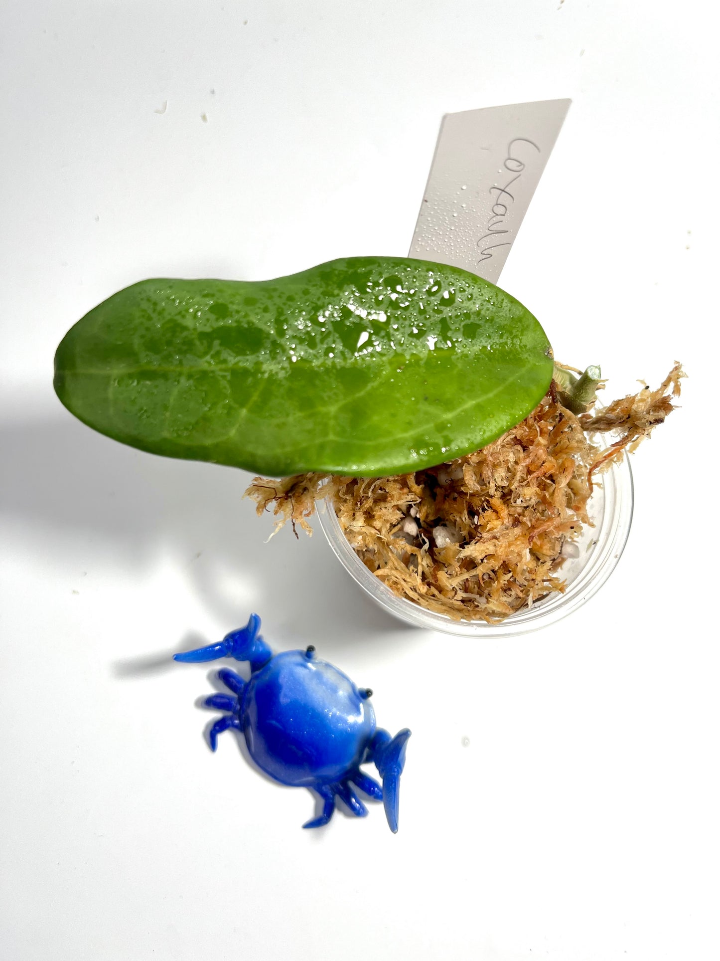 Hoya sp coxanh 001 - unrooted