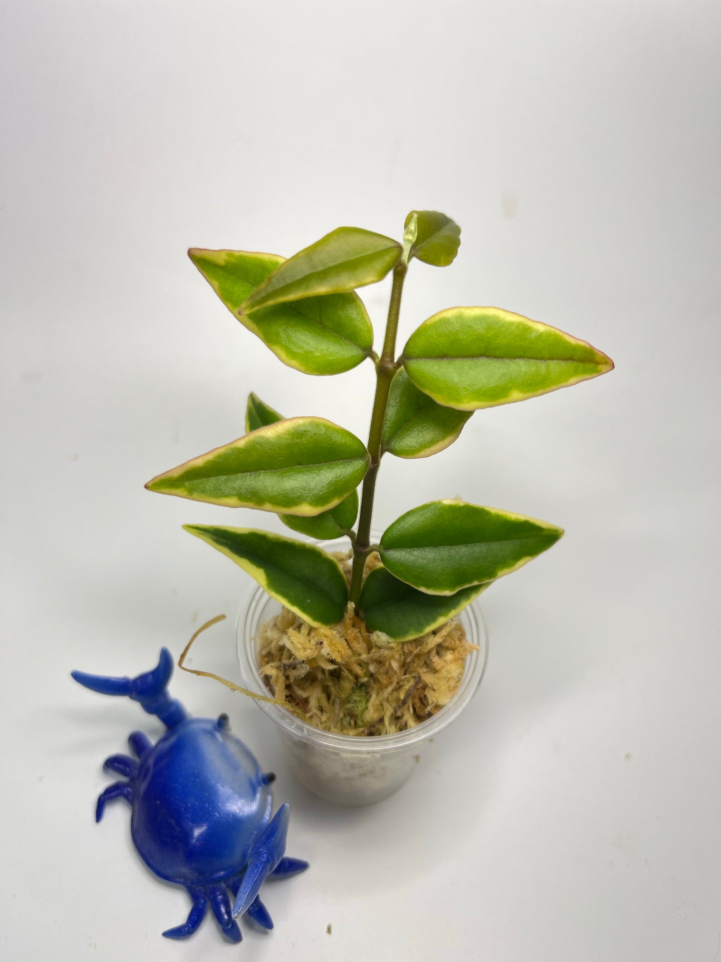 Hoya Bella outer variegation. (Albomarginata) - Unrooted