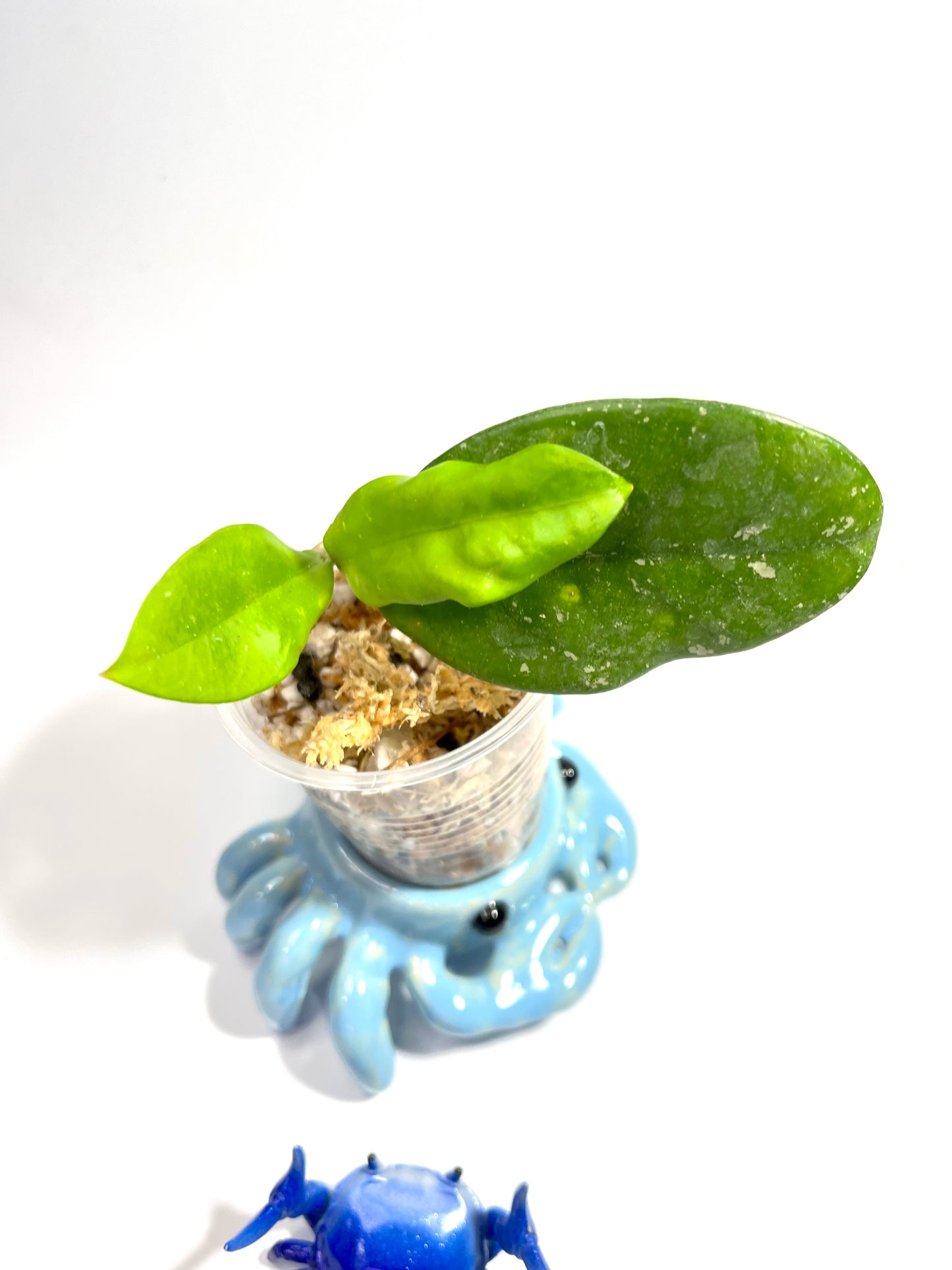 Hoya ‘wildflower’ - has some roots