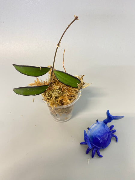 Hoya rosita - Unrooted
