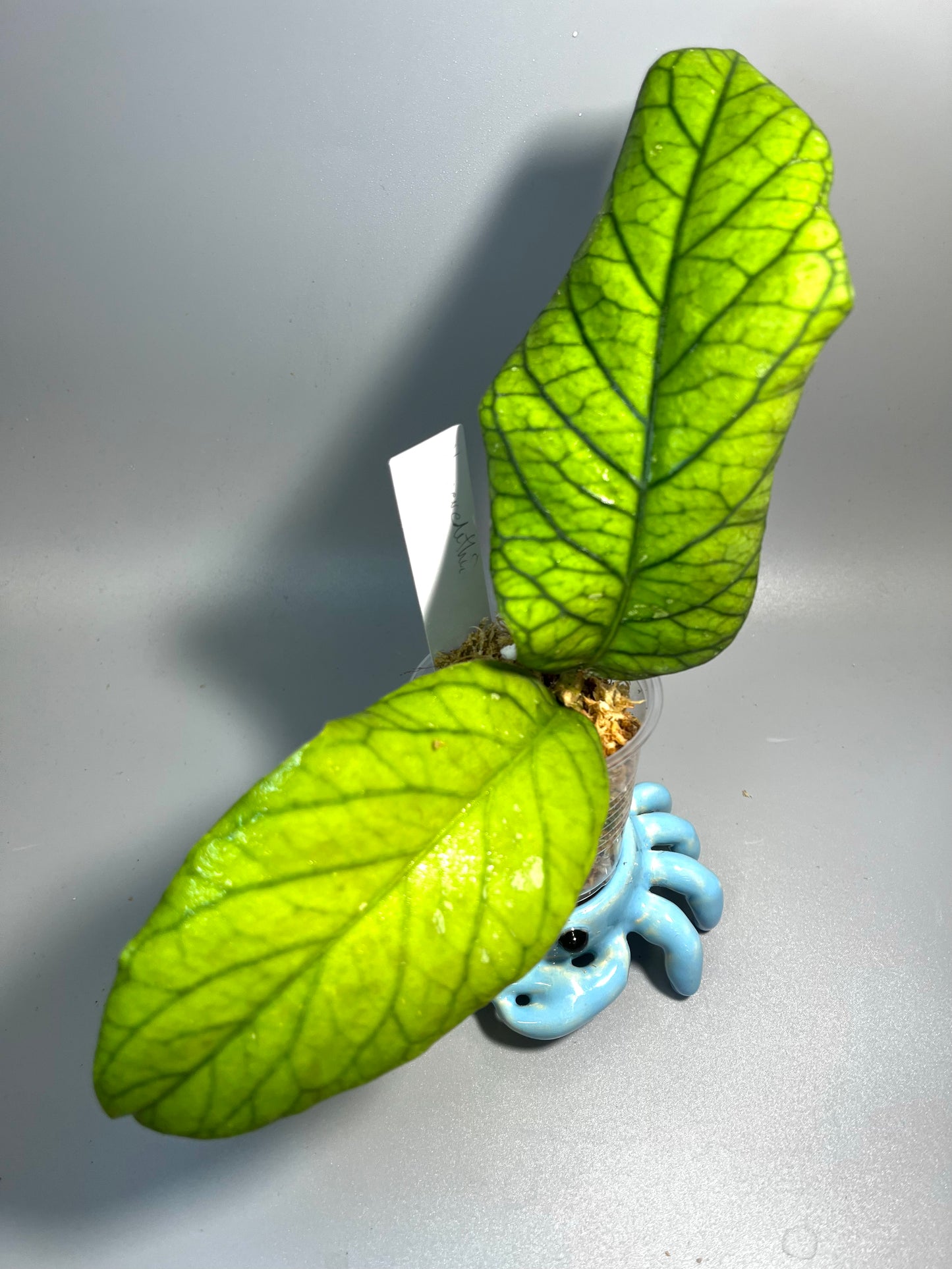 Hoya meredithii - Unrooted