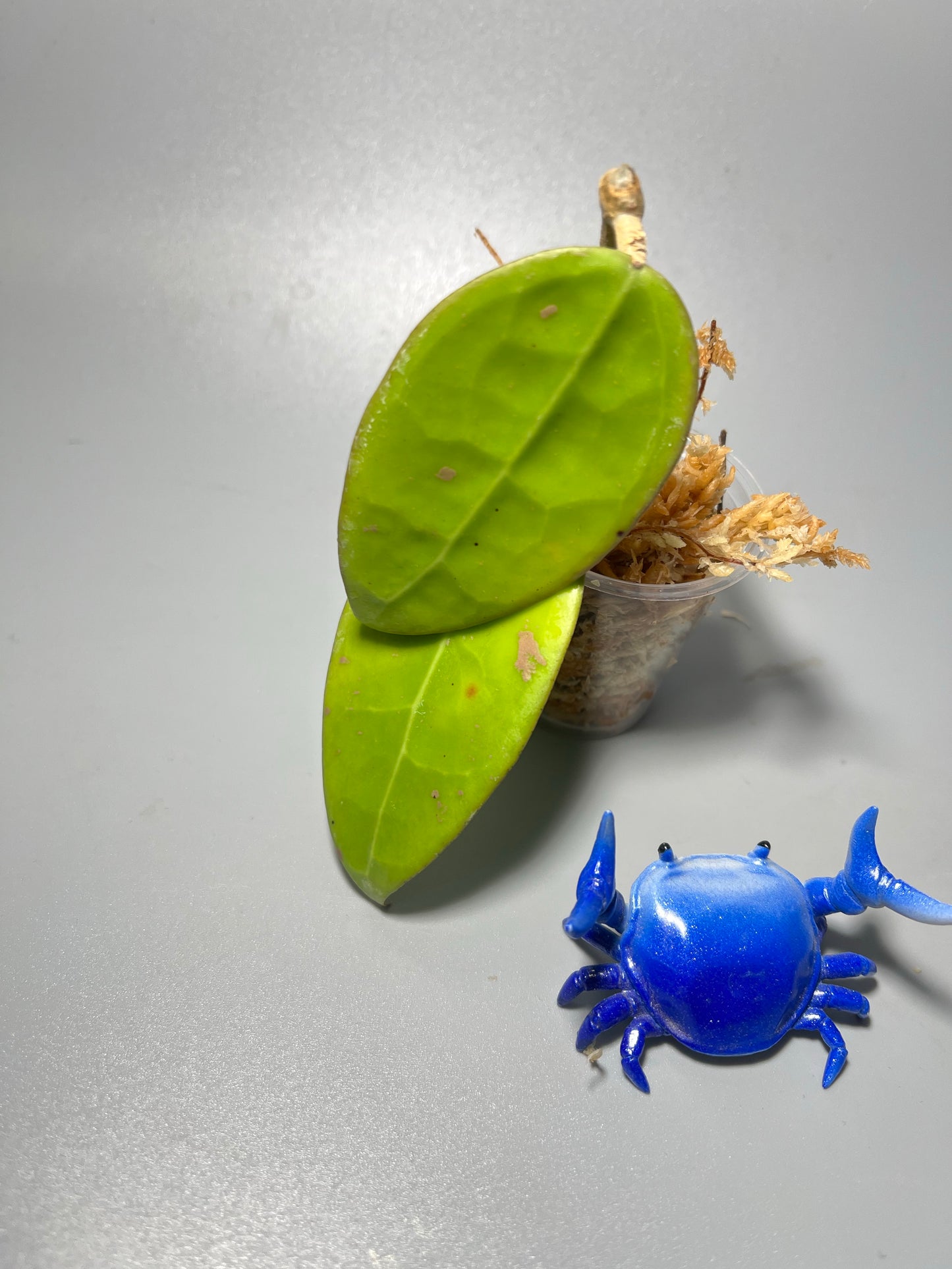 Hoya AH026 / ah-026 - Unrooted