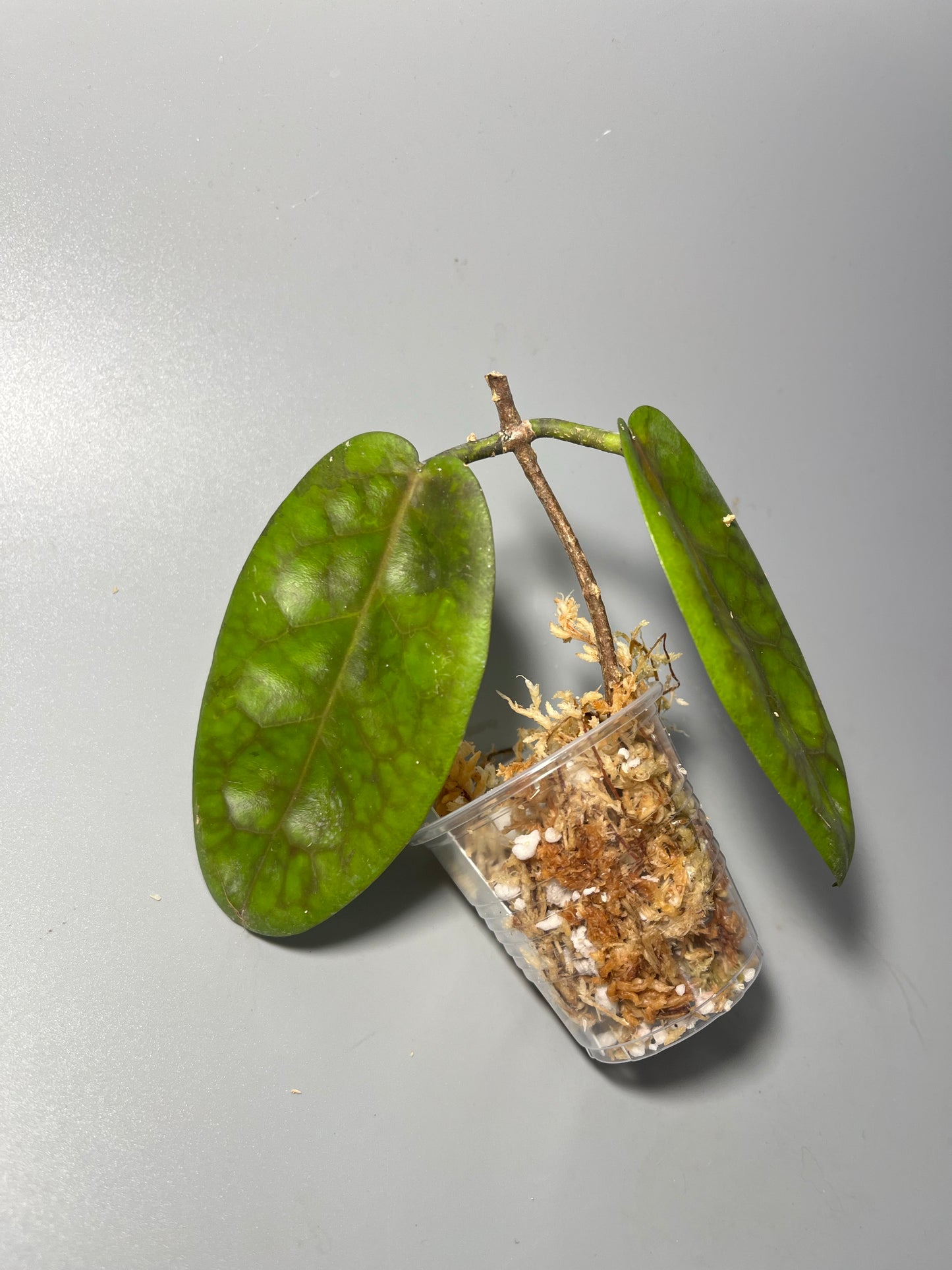 Hoya piestolepis- Unrooted