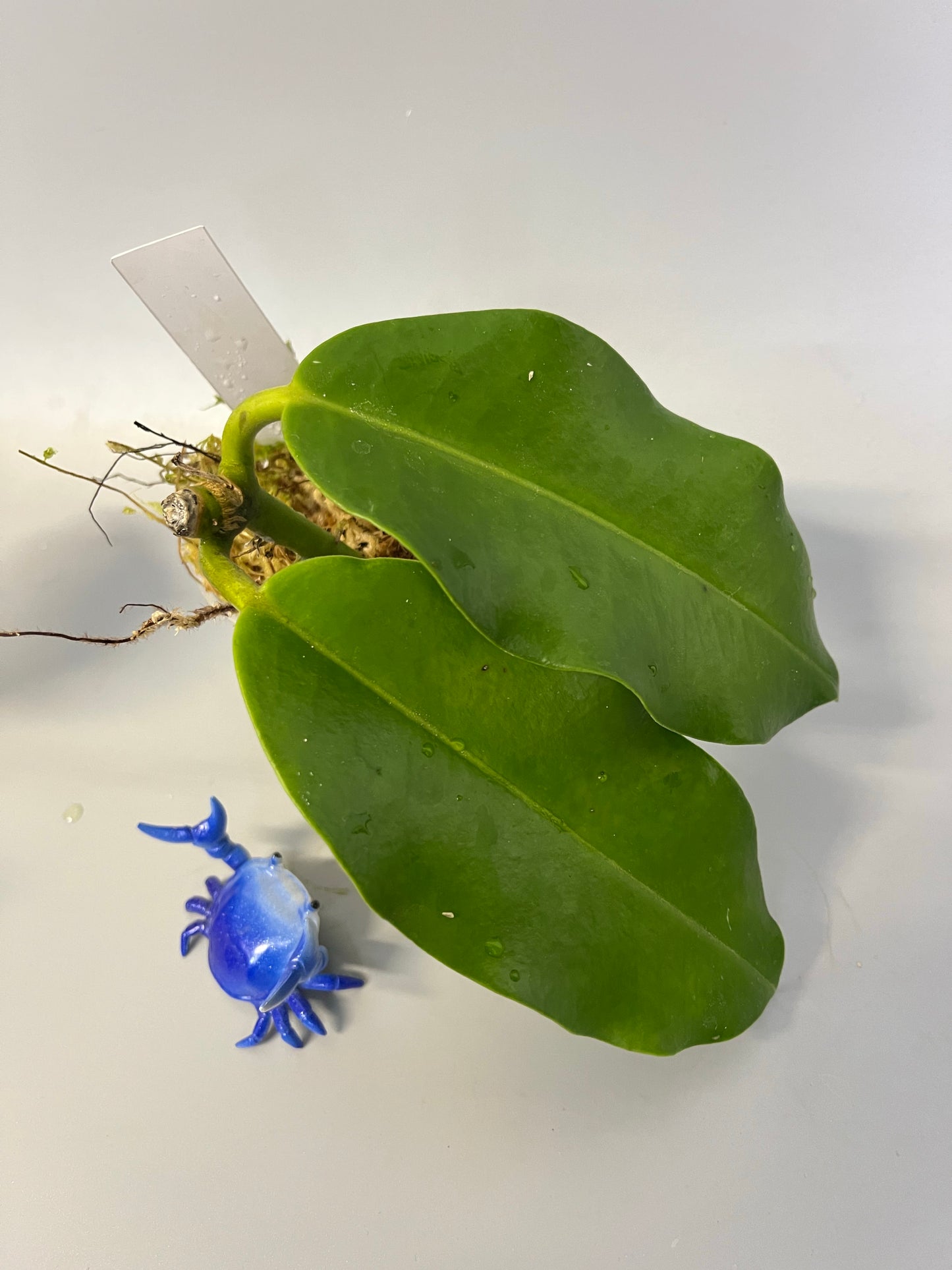 Hoya imperialis white - has roots