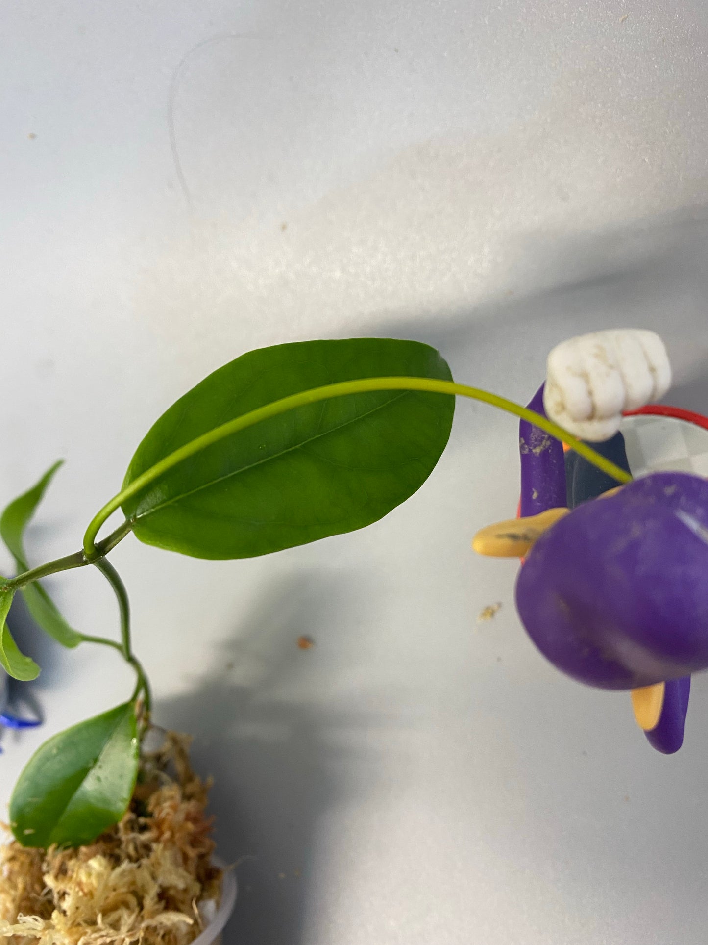 Hoya buotii sunrise - barely starting to root