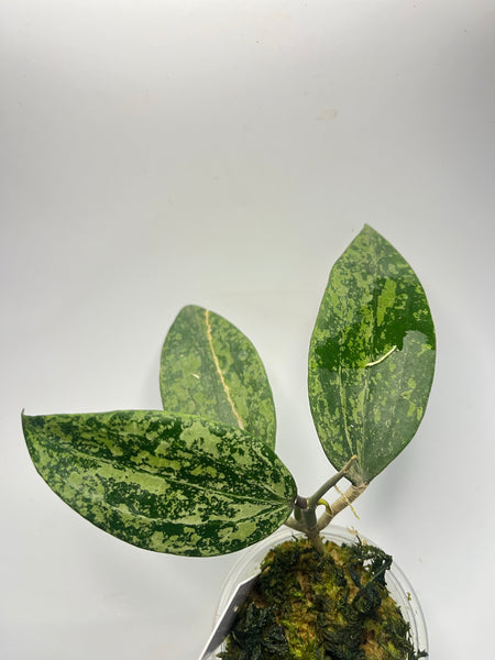 Hoya rangsan - active growth