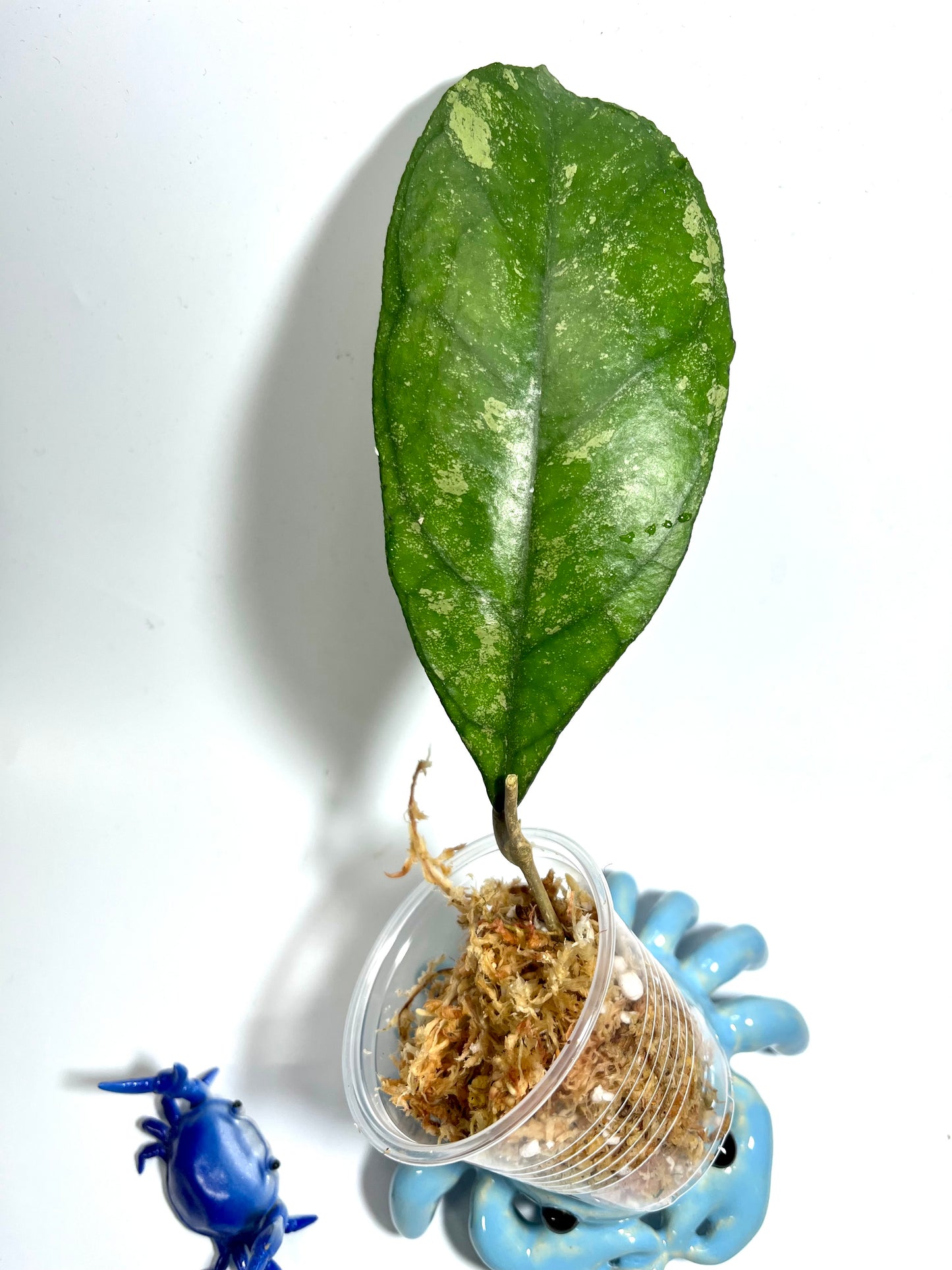 Hoya fakthong (sp chicken farm x unknown) - Unrooted