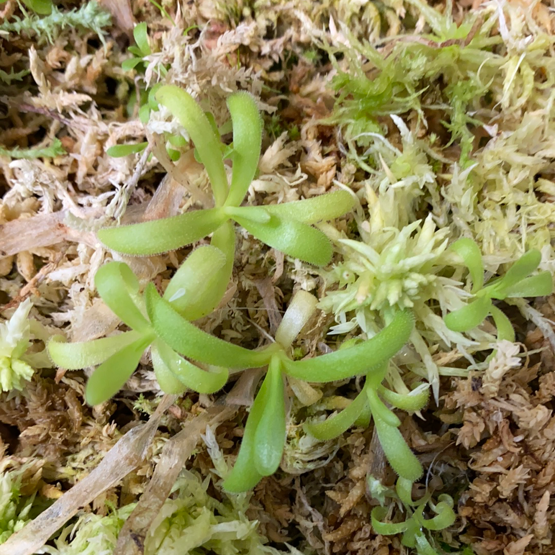 Pinguicula Aphrodite