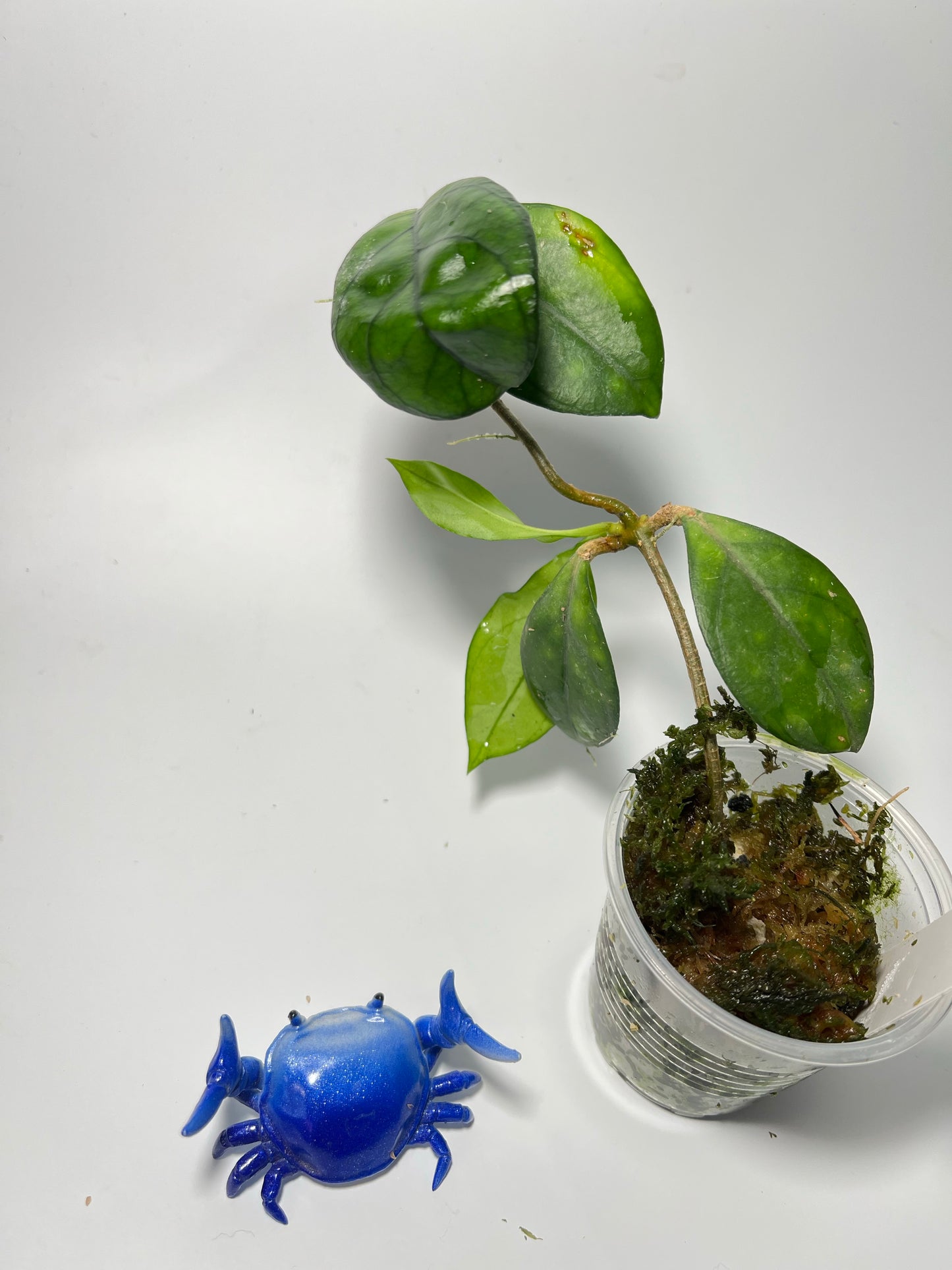 Hoya hainanensis - has some roots