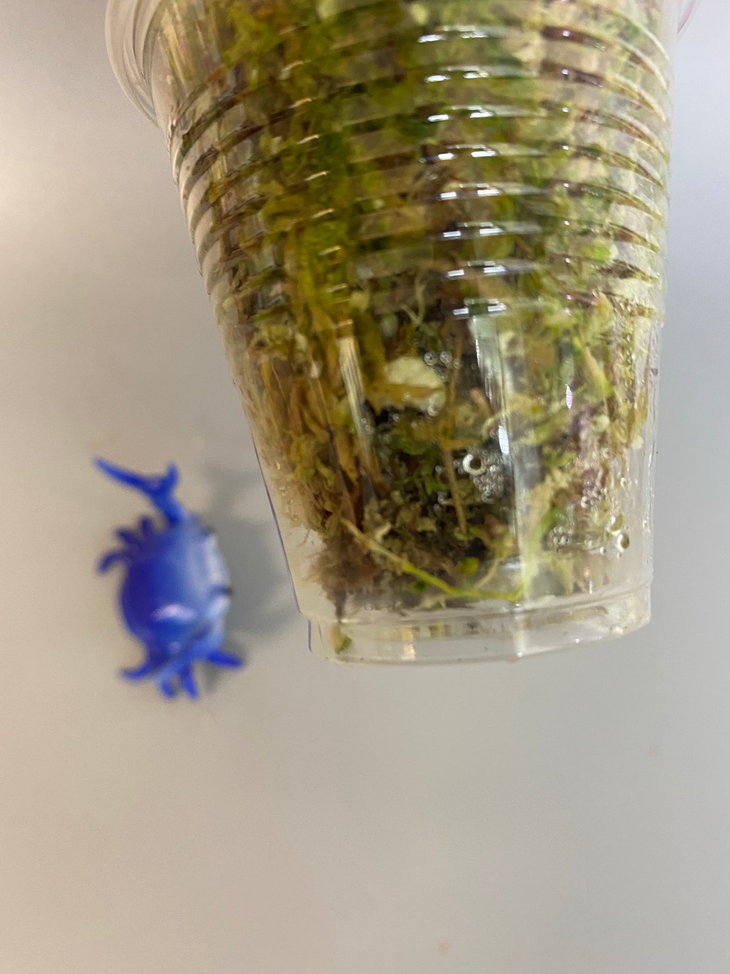 Hoya camphorifolia - has roots