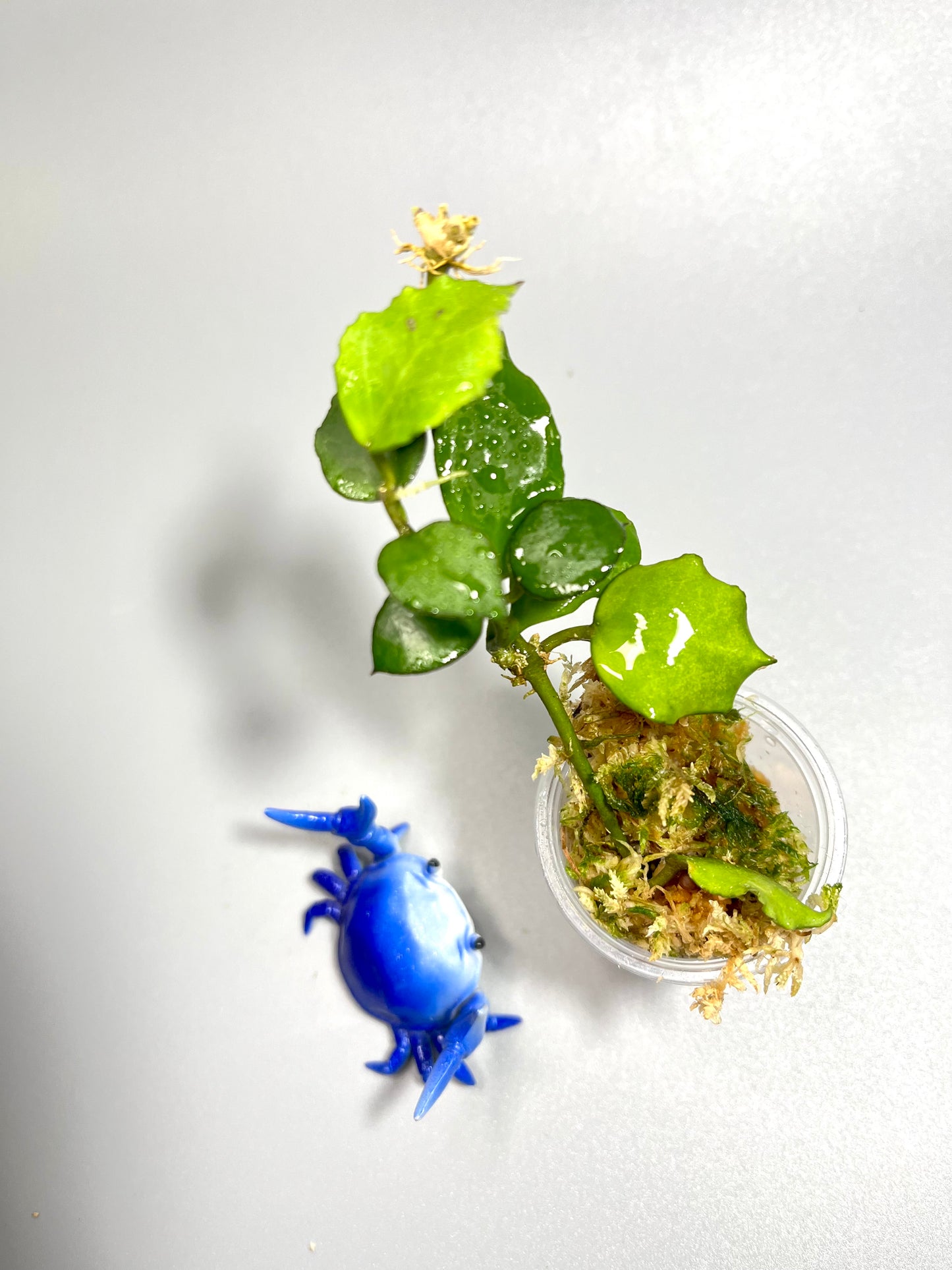 Hoya endauensis - has some roots