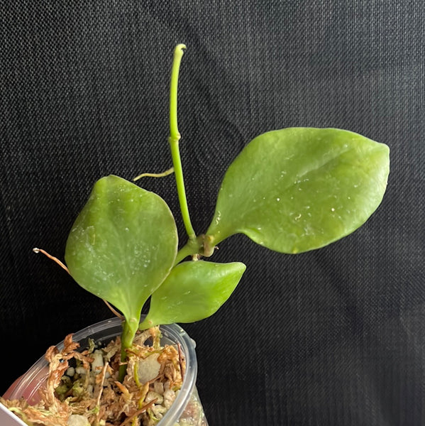Hoya pseudo littoralis - active growth