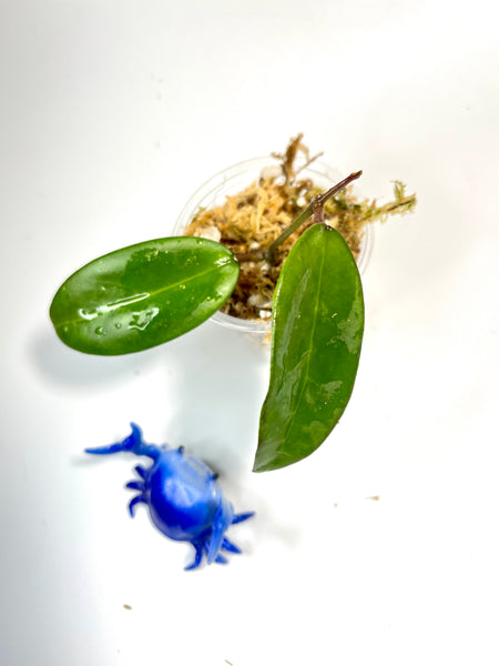 Hoya verticillata EPC spoon leaf - Unrooted