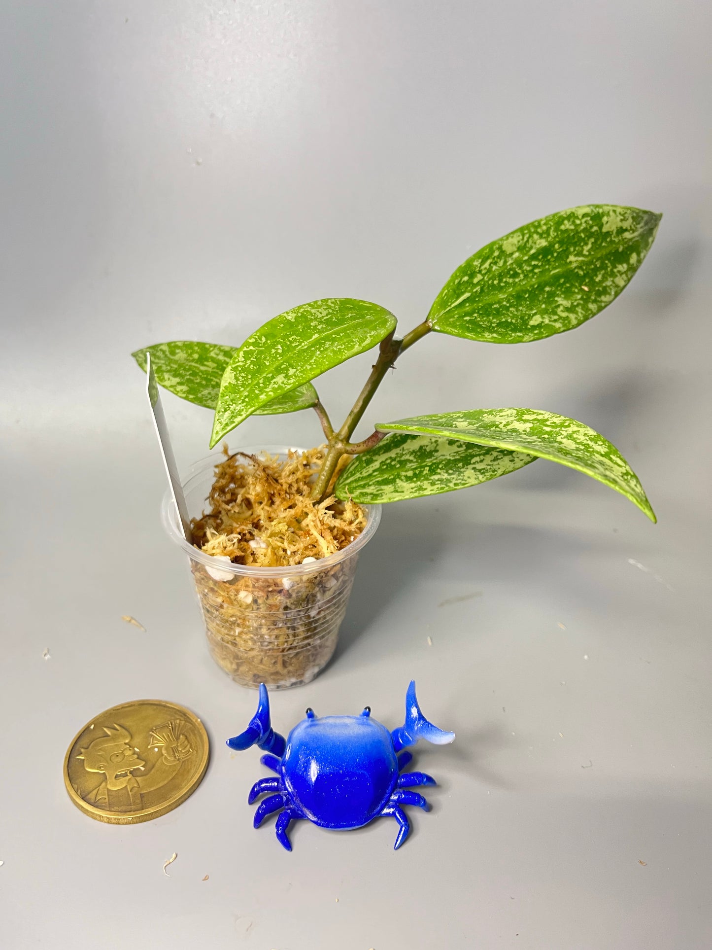 Hoya rangsan - Unrooted