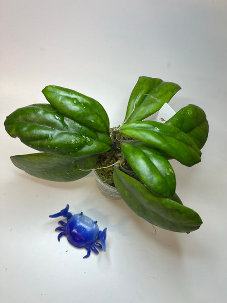 Hoya mutation from deykeae - has roots