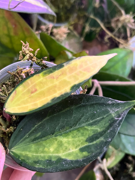 Hoya macrophylla pot of gold - Unrooted