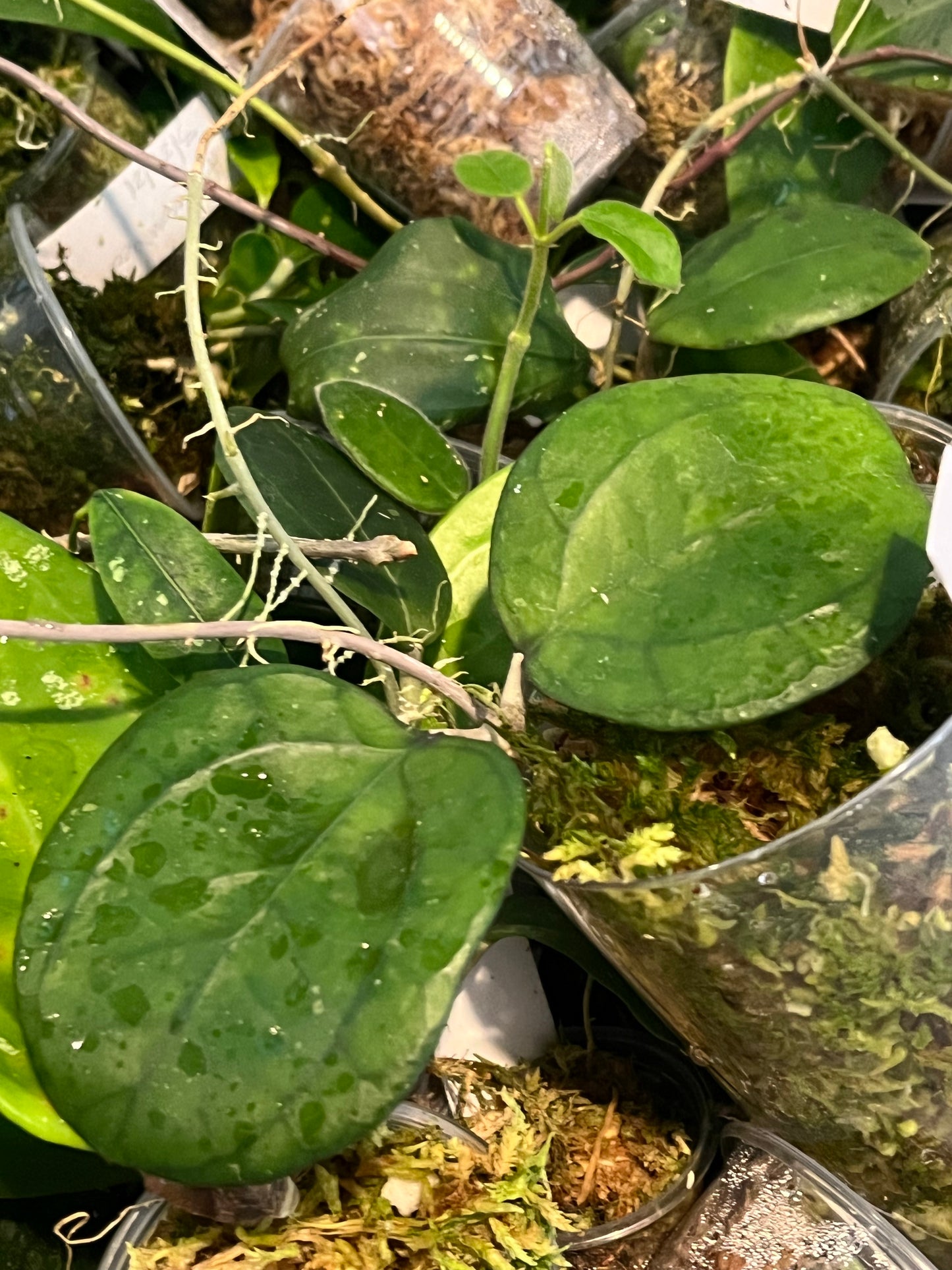 Hoya cv Ricardo - has some roots