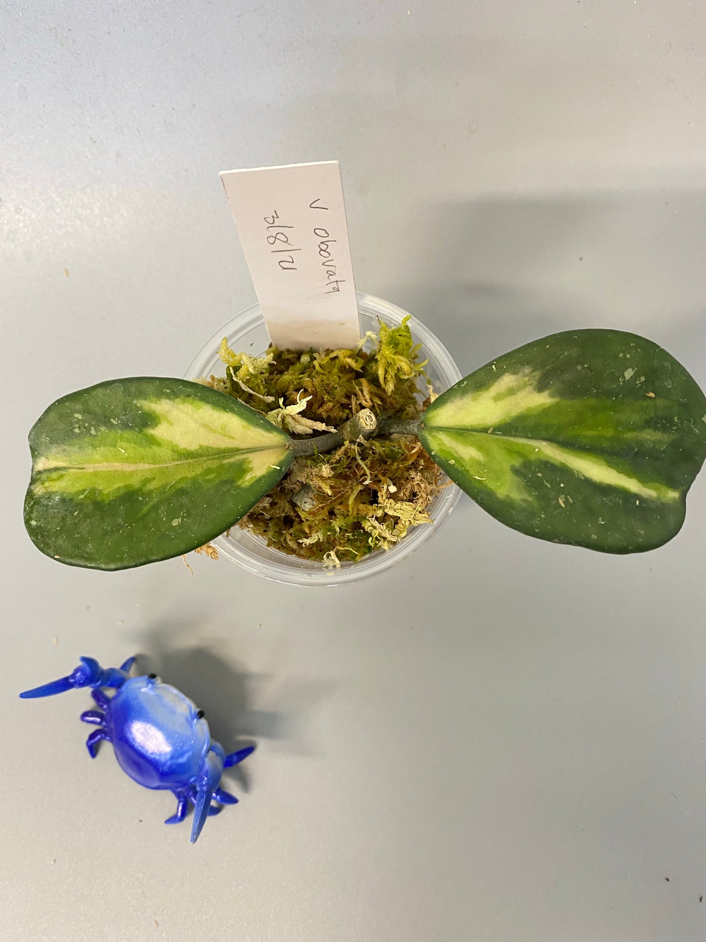 Hoya obovata variegated - has some roots