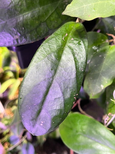 Hoya forbesii sabah - fresh cut - 1 leaf - Unrooted