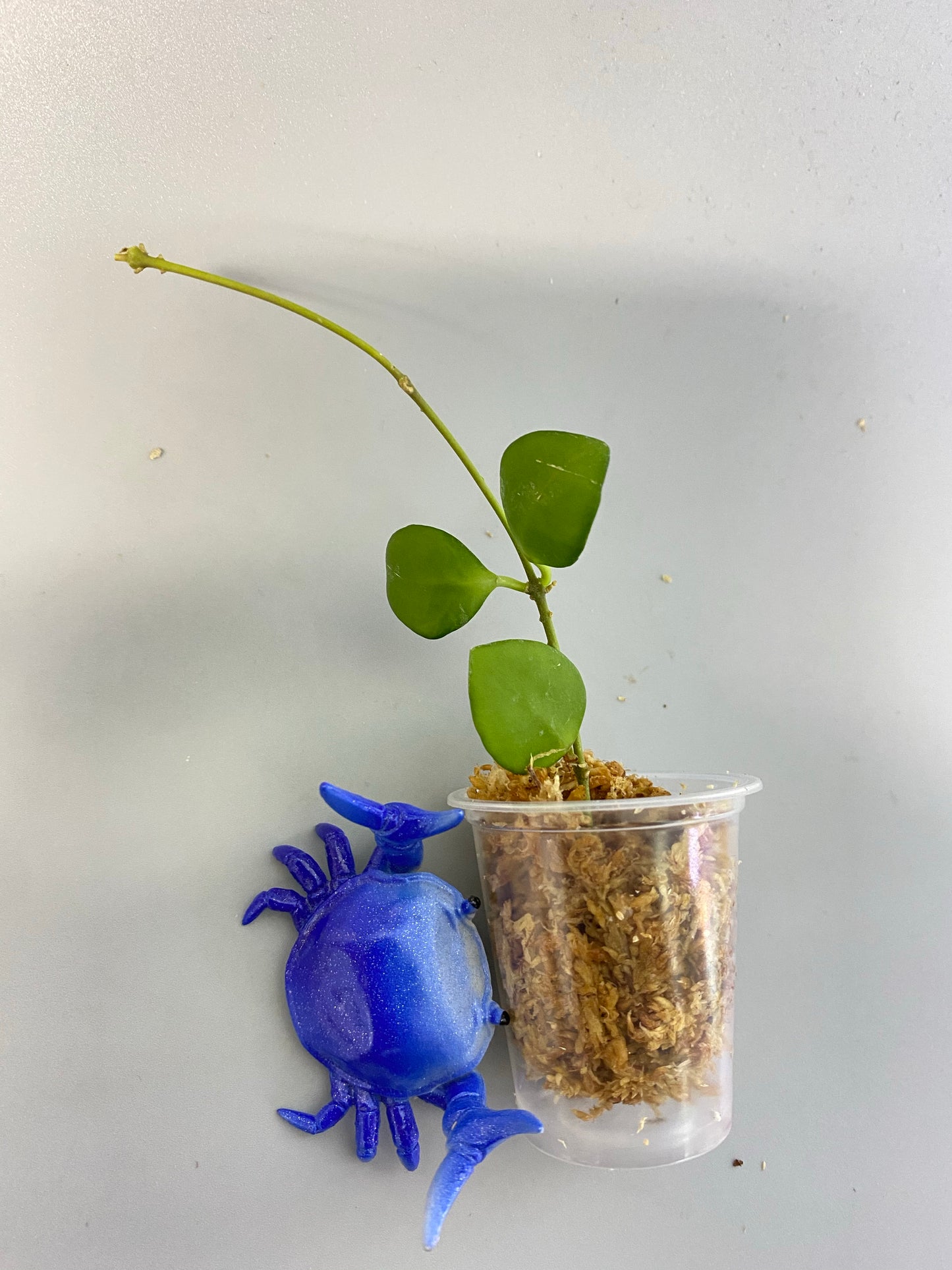 Hoya heuschkeliana pink - Unrooted - free add-on