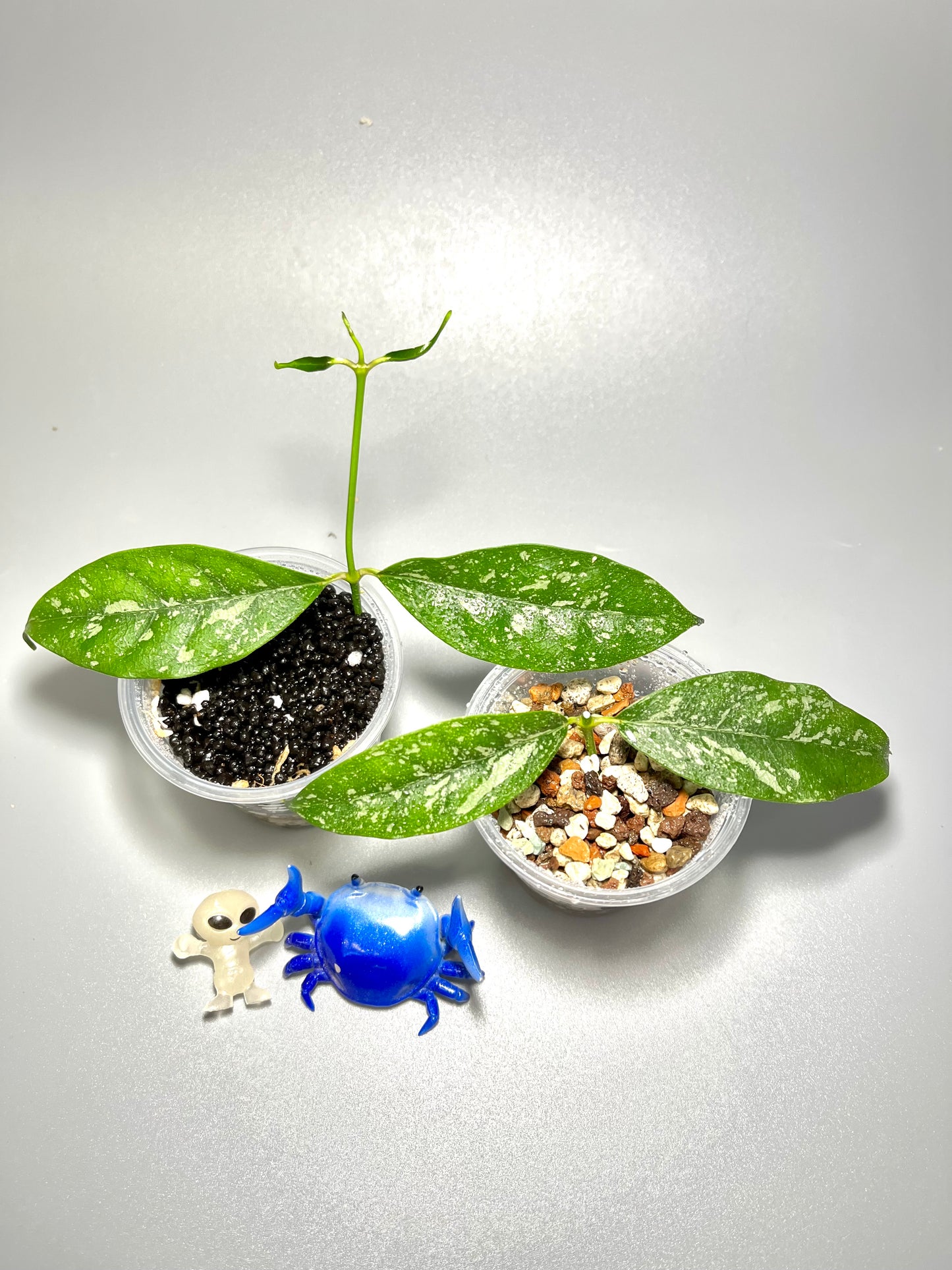 Reserved - 2 Hoya cystiantha with some splash - Unrooted