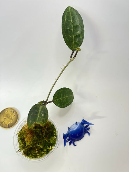 Hoya elliptica small leaf - has some roots