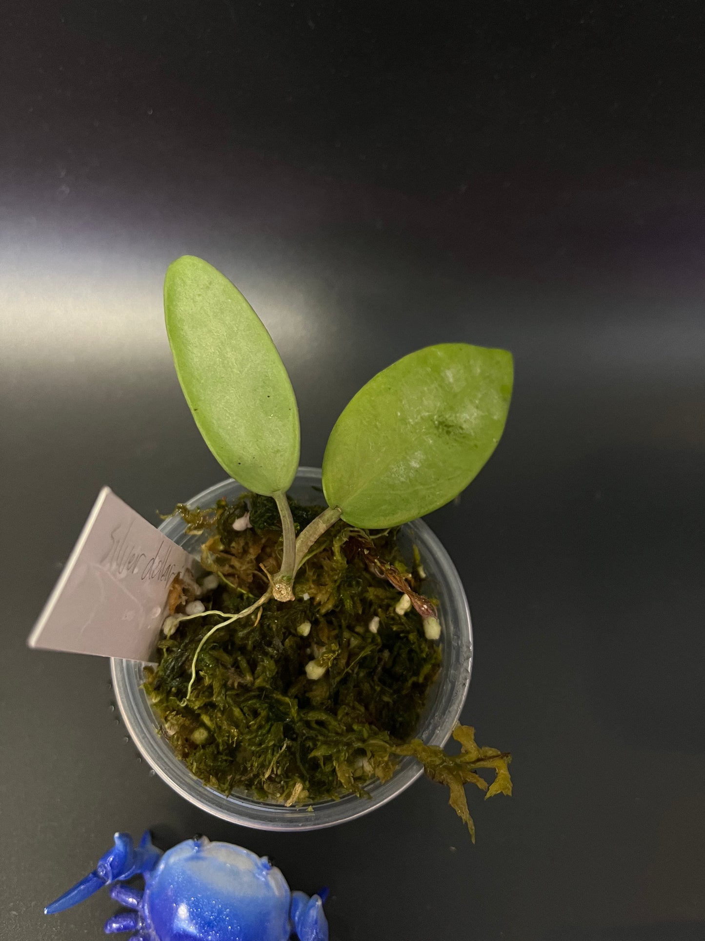 Hoya silver dollar - active growth