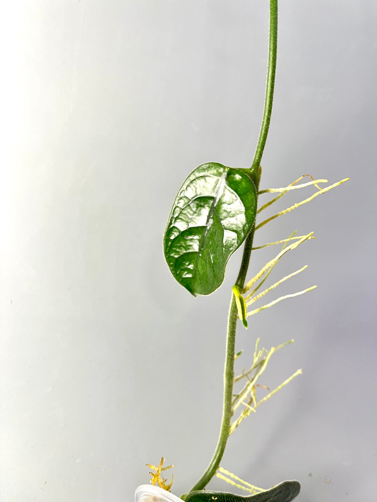 Hoya villosa cao dang / Cao bang- starting to root