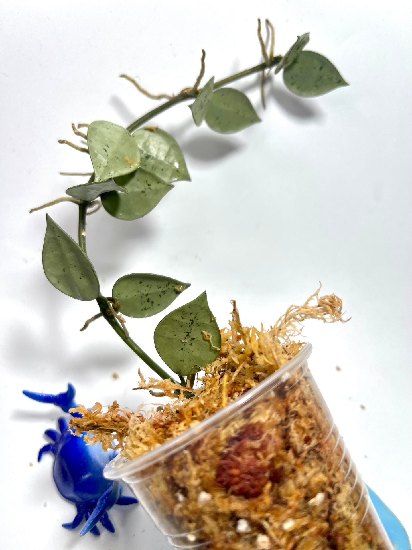 Hoya super silver krohniana (eskimo) - Unrooted