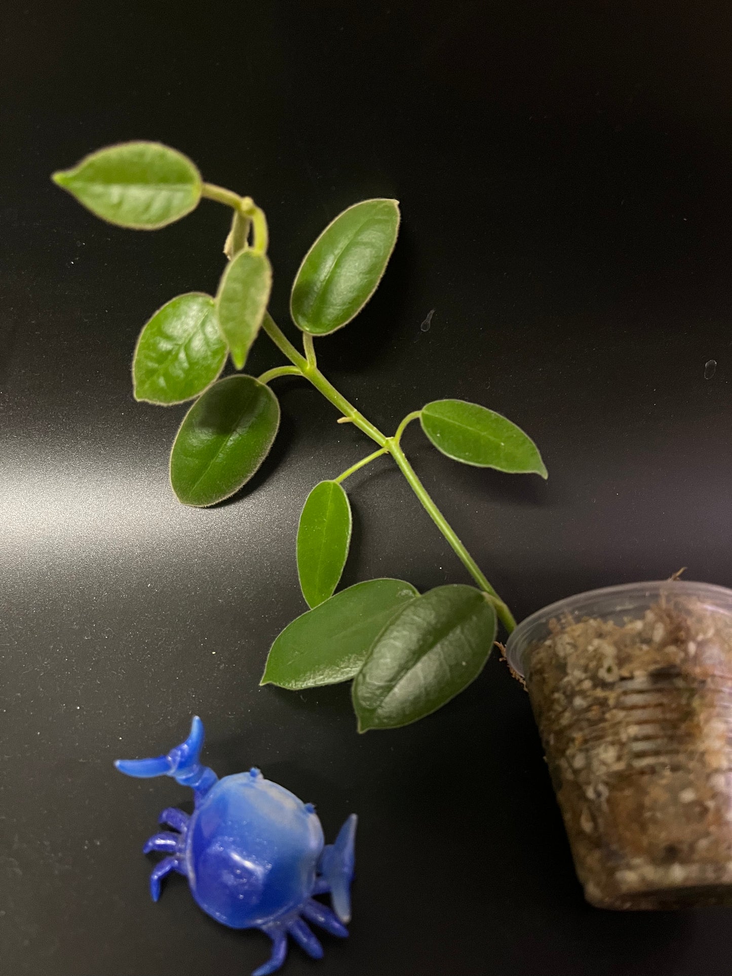 Hoya cv Monette - Unrooted