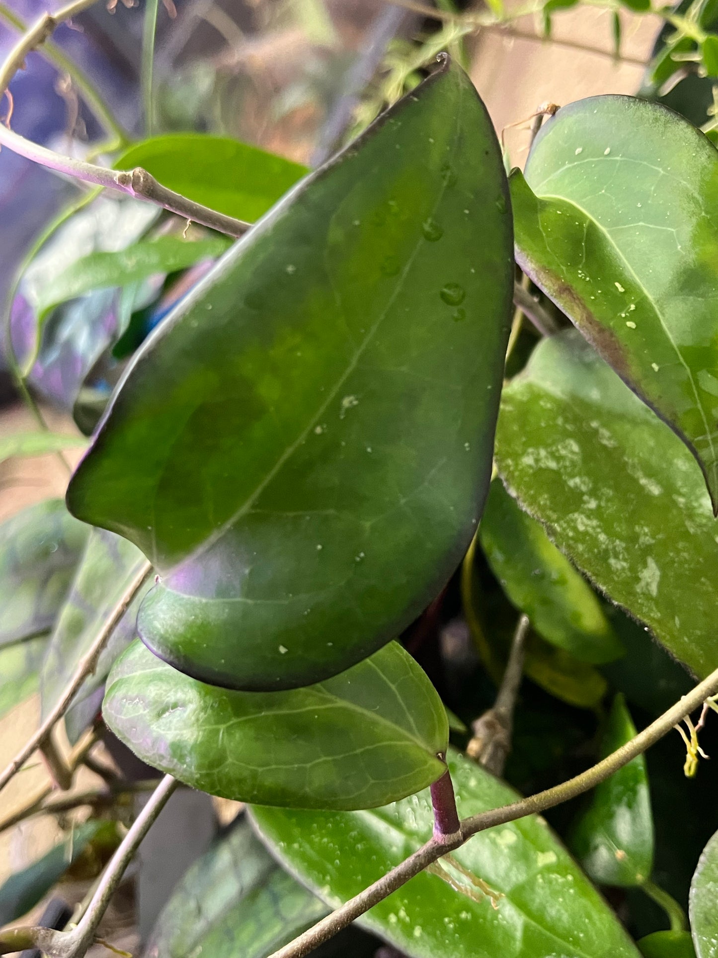 Hoya fusco marginata - fresh cut - 1 node / 1 leaf - unrooted